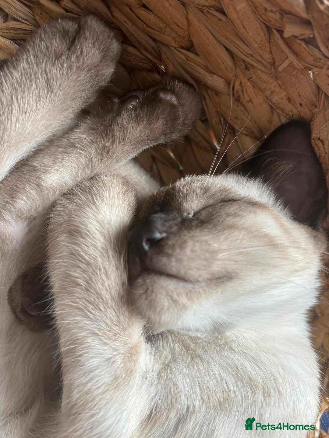 Siamese cats for sale: Playful Siamese Boys – Needs a Forever Family in Harpenden - Image 7