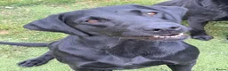 Labrador Retriever dogs for sale: 5 Year old black bitch - Advert 2