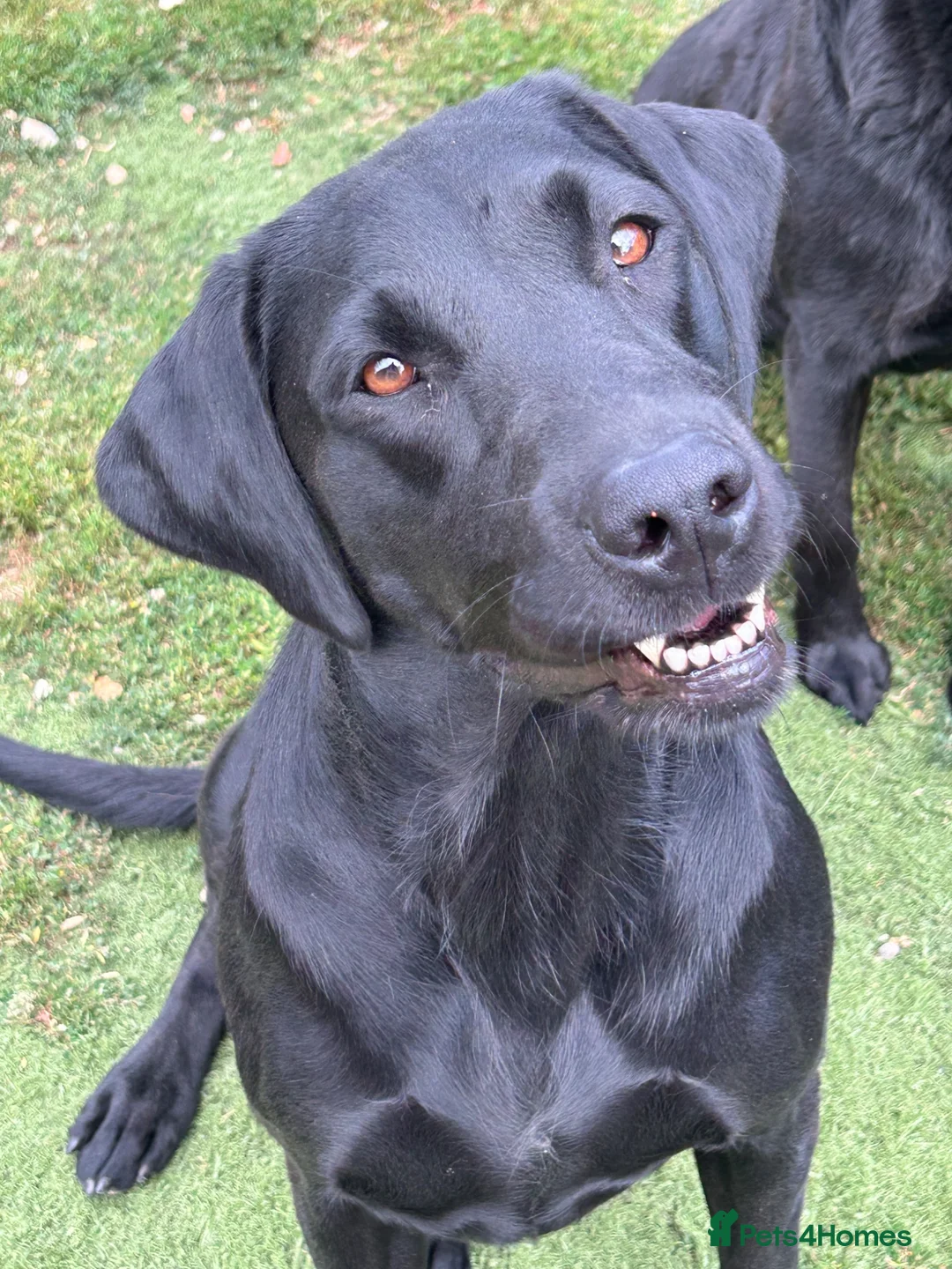 Labrador Retriever dogs for sale: 5 Year old black bitch - Advert 2