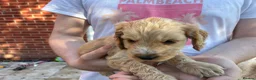 Cockapoo dogs for sale: 6 Gorgeous F1 Cockapoo puppies!!  - Advert 24