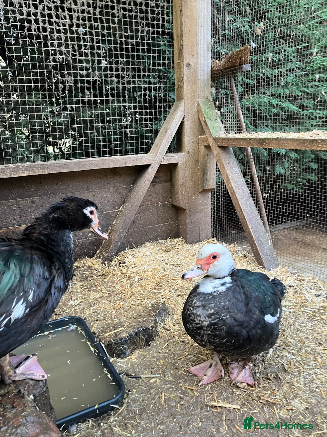 Ducks poultry for sale: Muscovy pairs and trios  - Advert 1