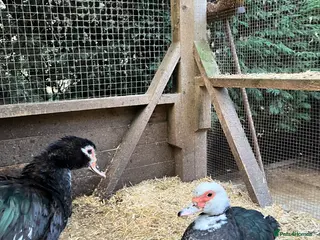 Ducks poultry Muscovy pairs and trios - Advert 1