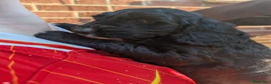 Cockapoo 3