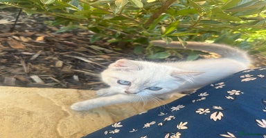 British Shorthair cats - Advert 12