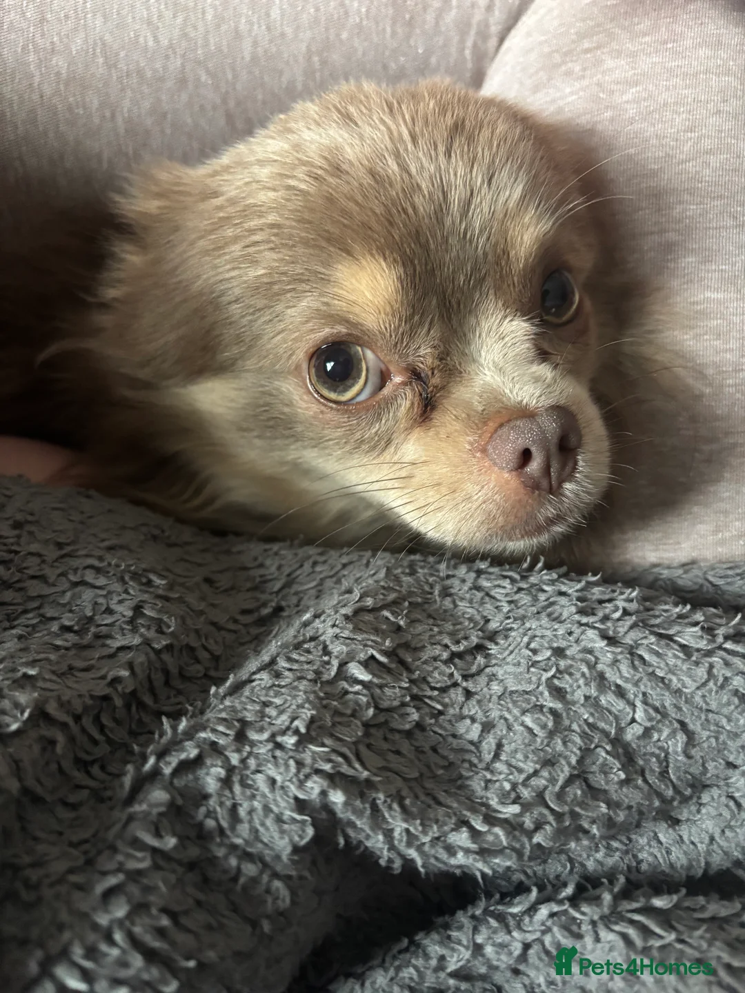 Pomchi dogs for stud: Lilac PomChi Bob for stud  - Advert 6