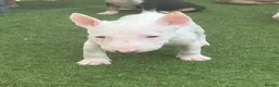 English Bull Terrier dogs for sale: English bull terrier puppies  - Advert 21