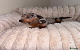 Miniature Dachshund dogs for sale: Miniature dachshund  - Image 5