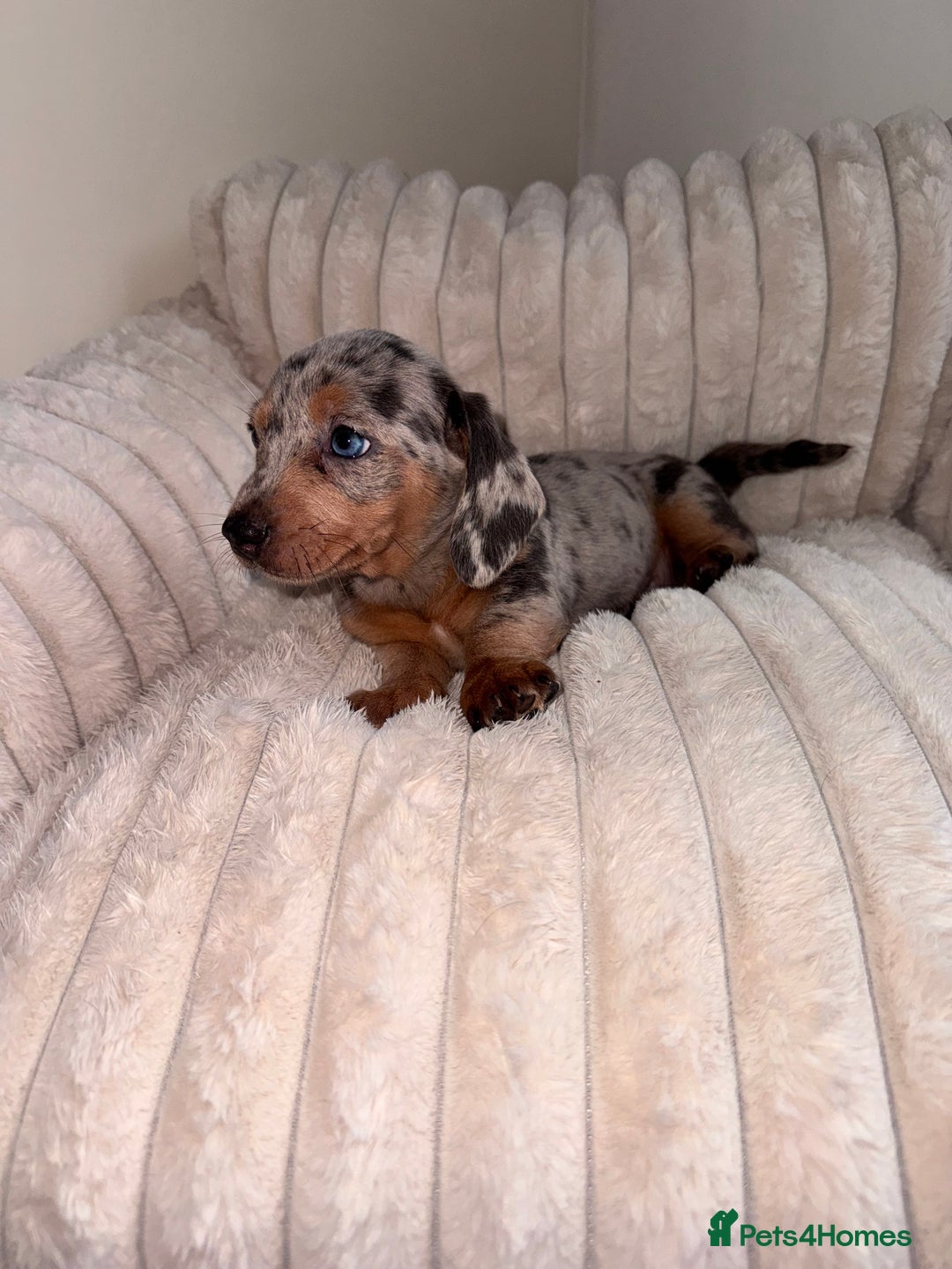 Miniature Dachshund dogs for sale: Miniature dachshund  - Image 5