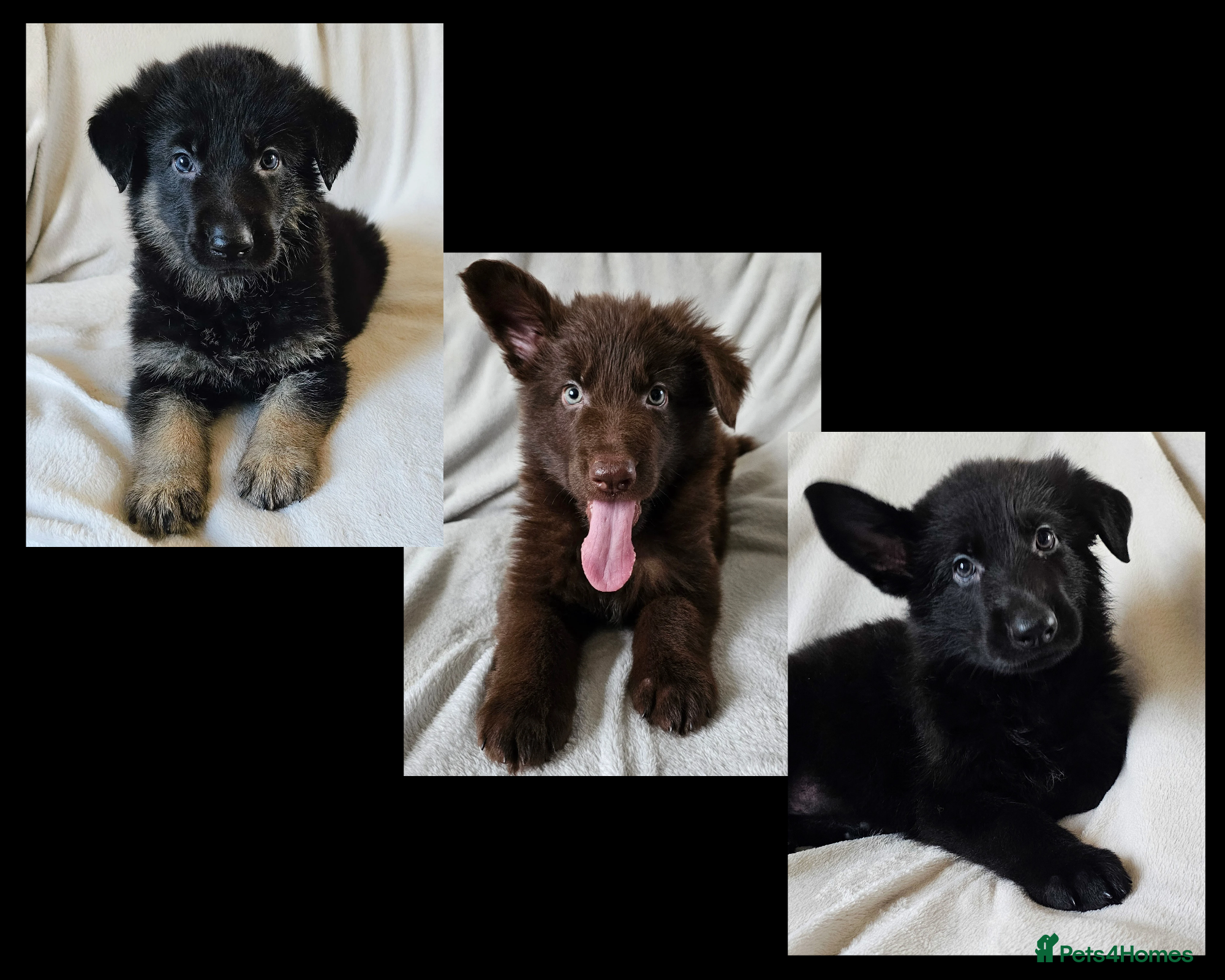 German Shepherd dogs ✴️3 purebred KC registered straight back GSP's✴️ - Advert 4