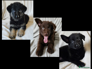 German Shepherd dogs ✴️3 purebred KC registered straight back GSP's✴️ - Advert 4