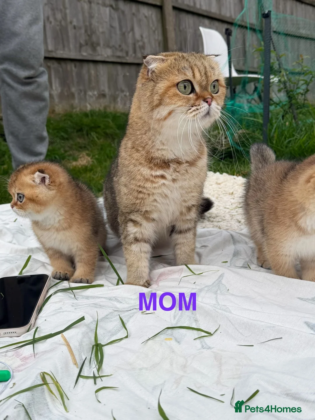 Scottish Fold cats for sale: British golden cat - Advert 2