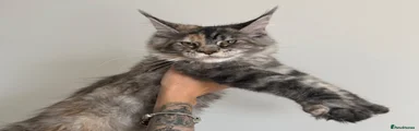 Tortie
