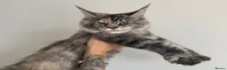 Maine Coon cats for sale: Champion line kittens 🥰 Ready to go☺️ - Advert 5