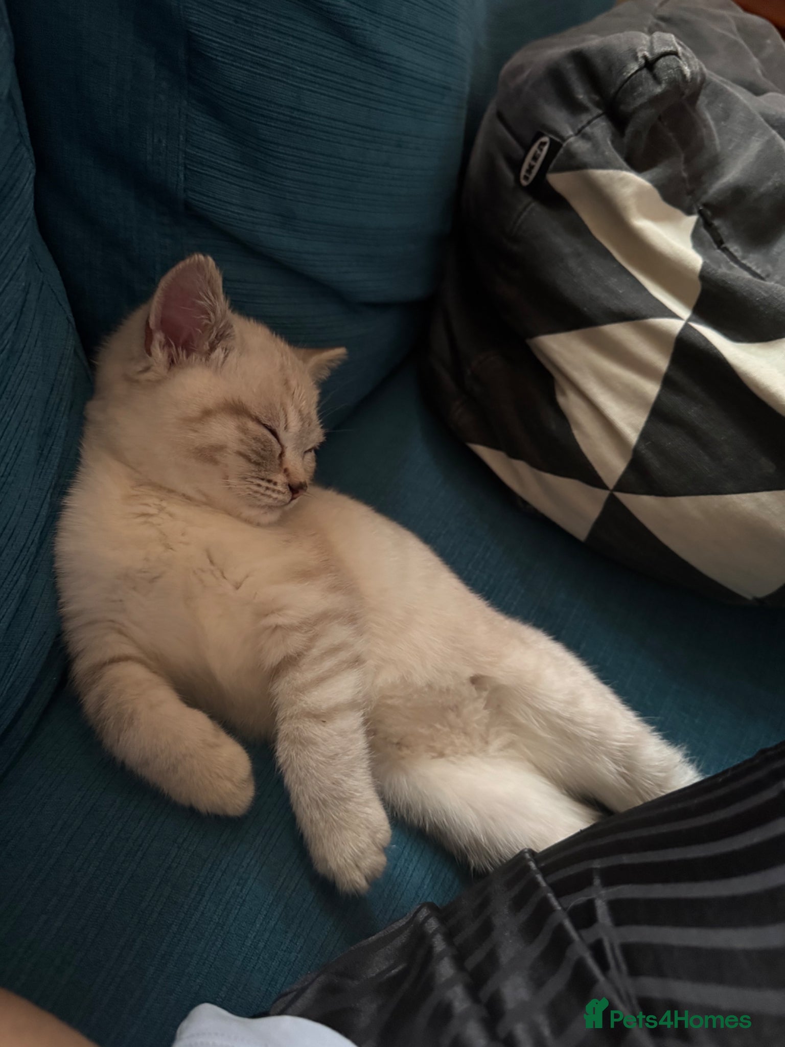 British Shorthair cats for sale: Female British shorthair kitten  - Advert 4