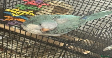 Parakeets birds - Advert 2