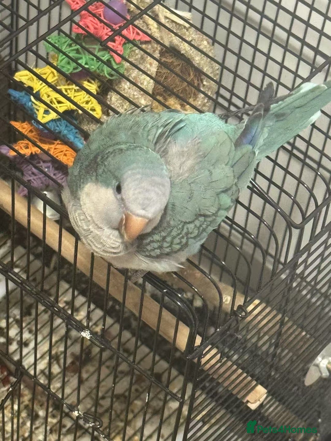 Parakeets birds for sale:  Hand-Tame Quaker Parrot Large Cage  Food & Toys  - Image 2