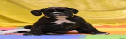 Boxer dogs for stud: KC Registered boxer for stud - Advert 31