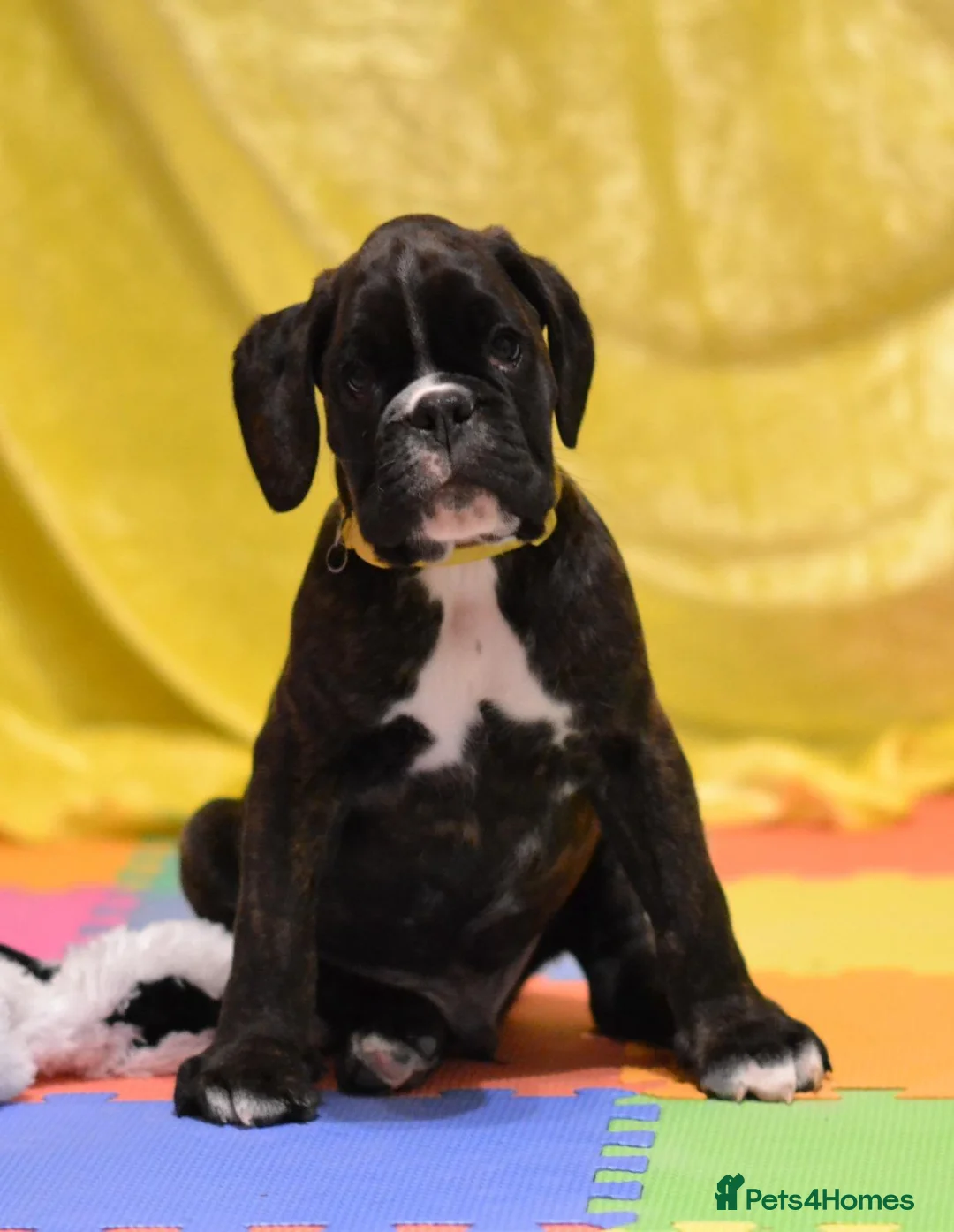 Boxer dogs for stud: KC Registered boxer for stud - Advert 31