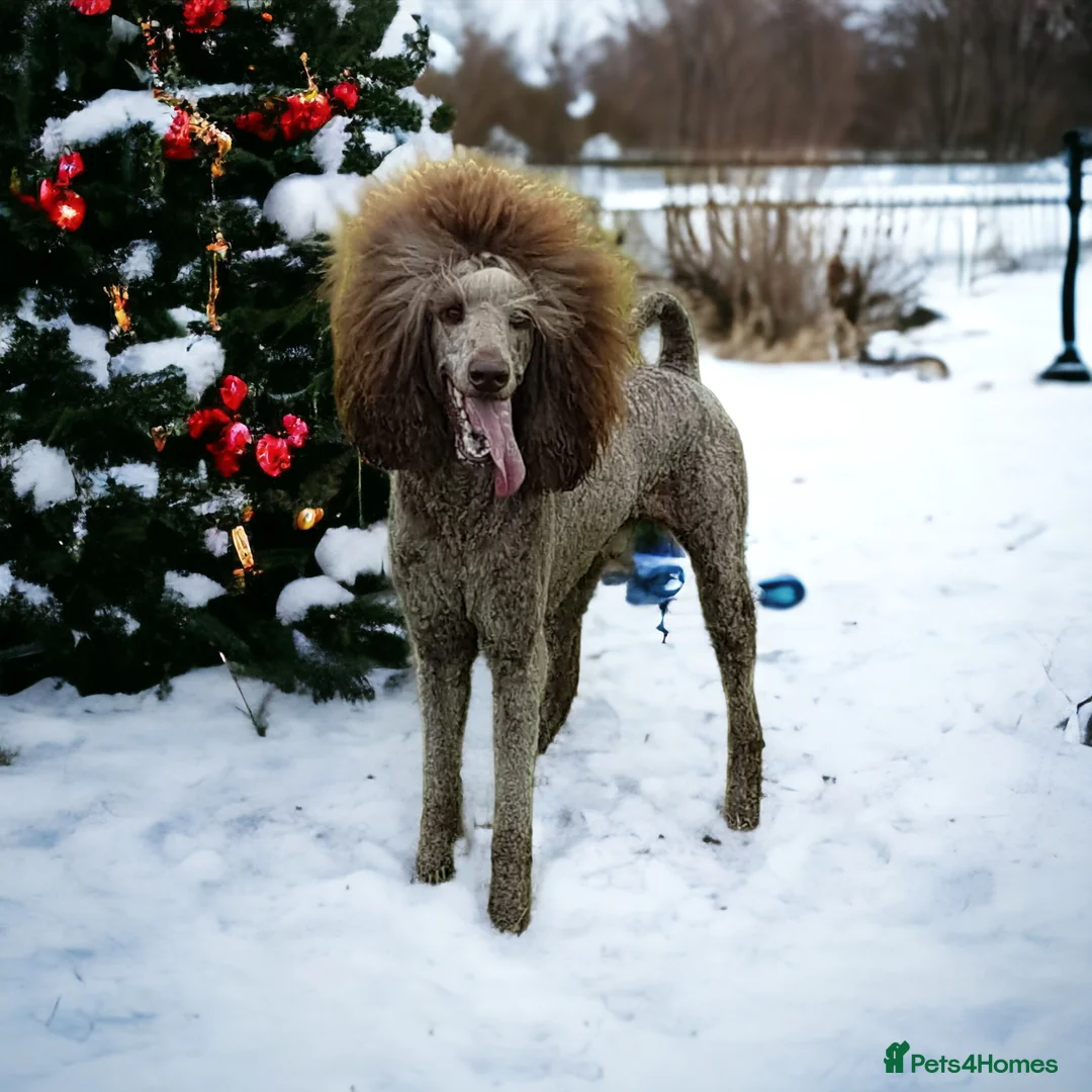 Standard Poodle dogs for stud: 3 Standard poodles for stud in Wirral - Advert 7
