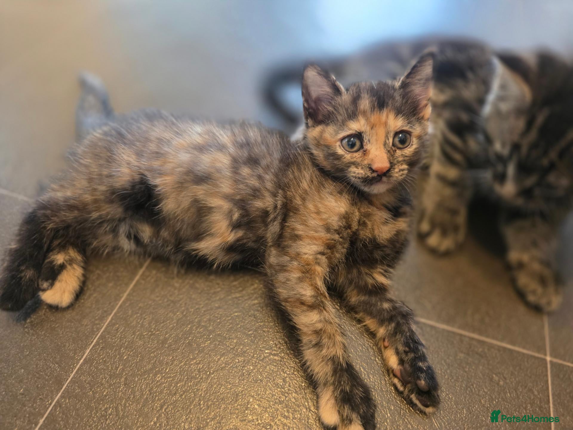 Mixed Breed cats Last kitten READY NOW  - Advert 1