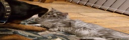 Maine Coon cats for sale: Gorgeous maine coon babies - Advert 27