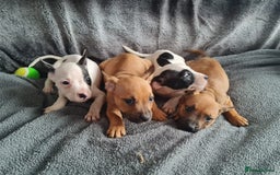 Mixed Breed dogs for sale: Adorable frenglish bullterrier puppies - Image 3
