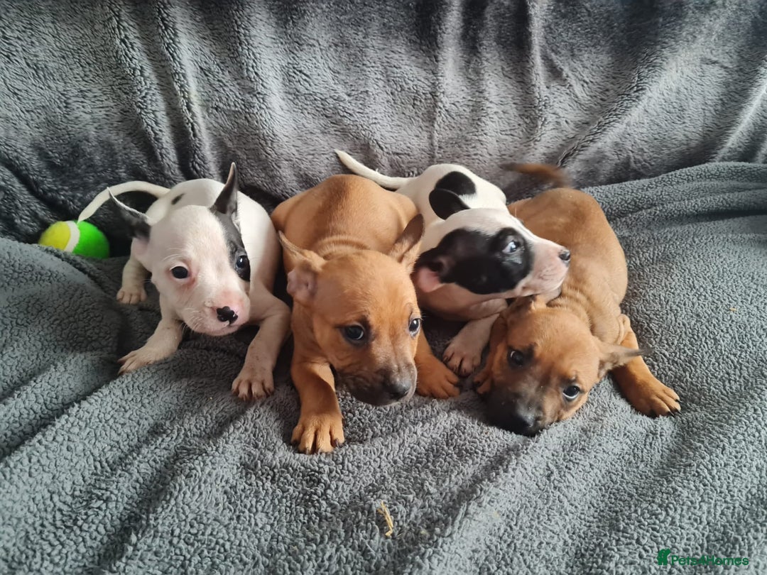 Mixed Breed dogs for sale: Adorable frenglish bullterrier puppies - Image 3