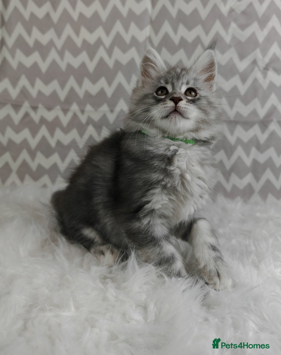 Maine Coon cats for sale: ACTIVE REGISTER BOY SHADED LINE - Advert 5