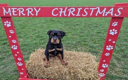 Rottweiler dogs for stud: Onex de Tierra Ibera now available for stud in Newark - Image 7