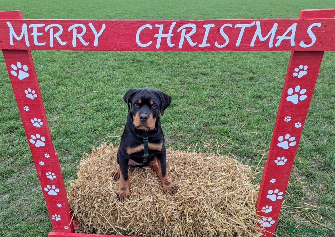 Rottweiler dogs for stud: Onex de Tierra Ibera now available for stud in Newark - Image 7