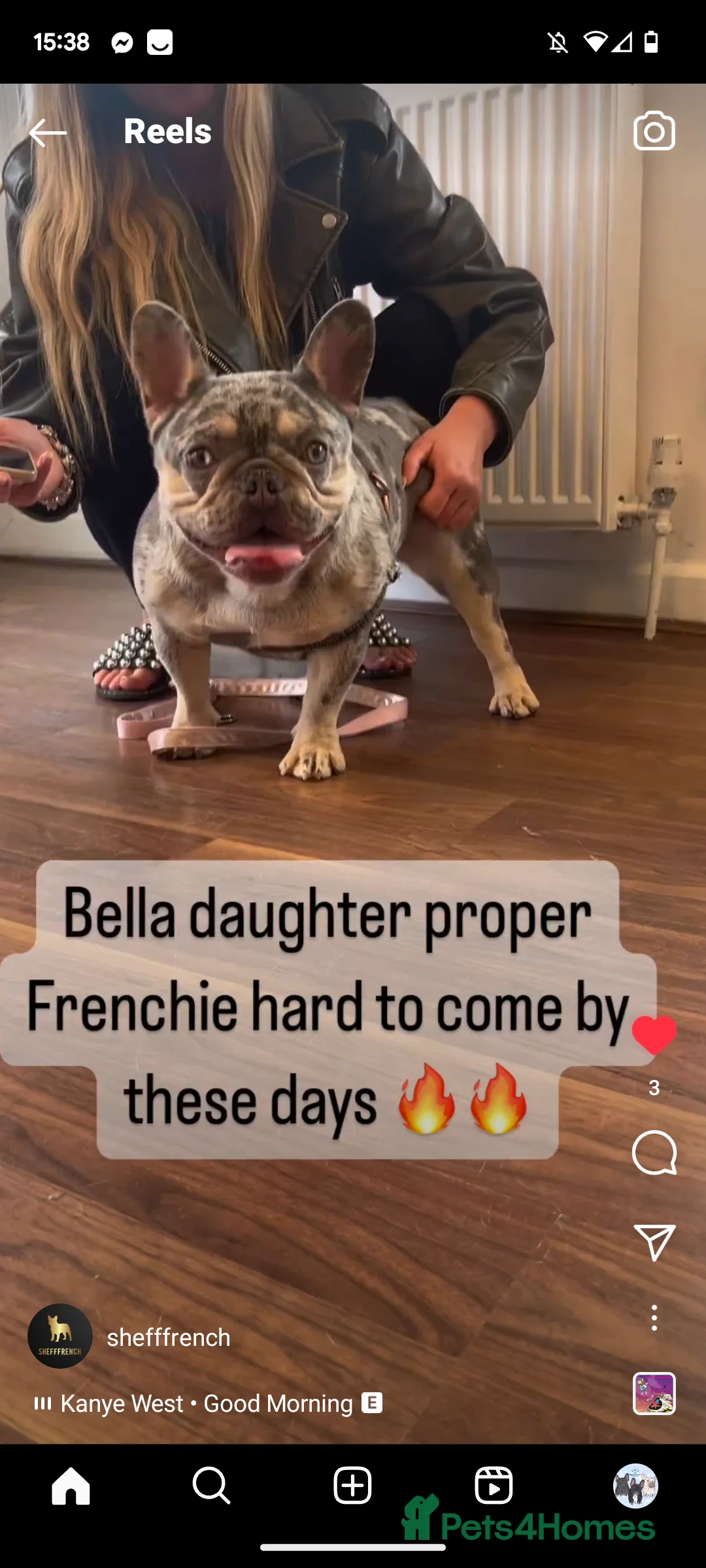 French Bulldog dogs for stud: Lilac tan merle in Sheffield - Advert 33