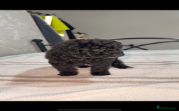 Pomapoo dogs for sale: 4 Beautiful Puppies - 3 Boys🩵 - 1 Girl🩷  - Image 7