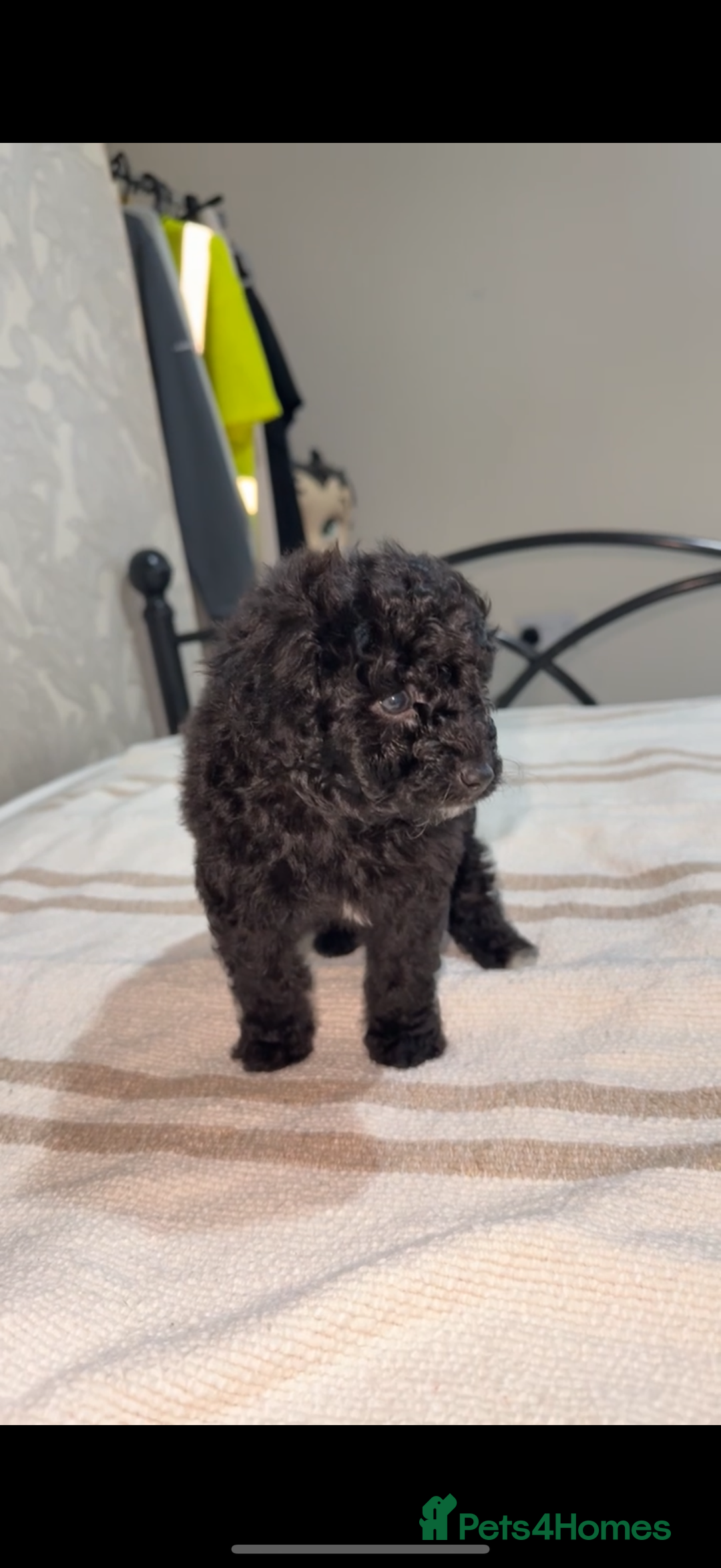Pomapoo dogs for sale: 4 Beautiful Puppies - 3 Boys🩵 - 1 Girl🩷  - Image 7
