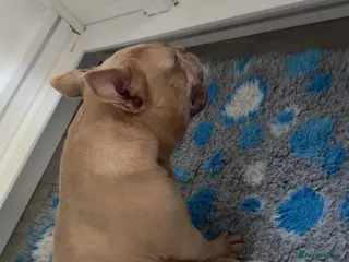 American Bully dogs American micro bully - Advert 1