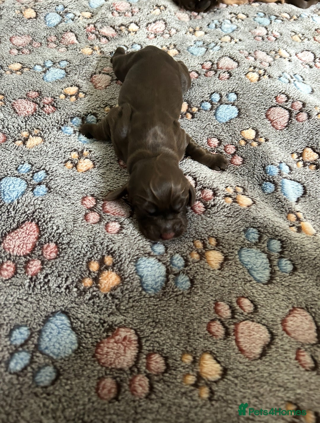 Cocker Spaniel dogs for sale: Spainel puppy’s  - Image 3