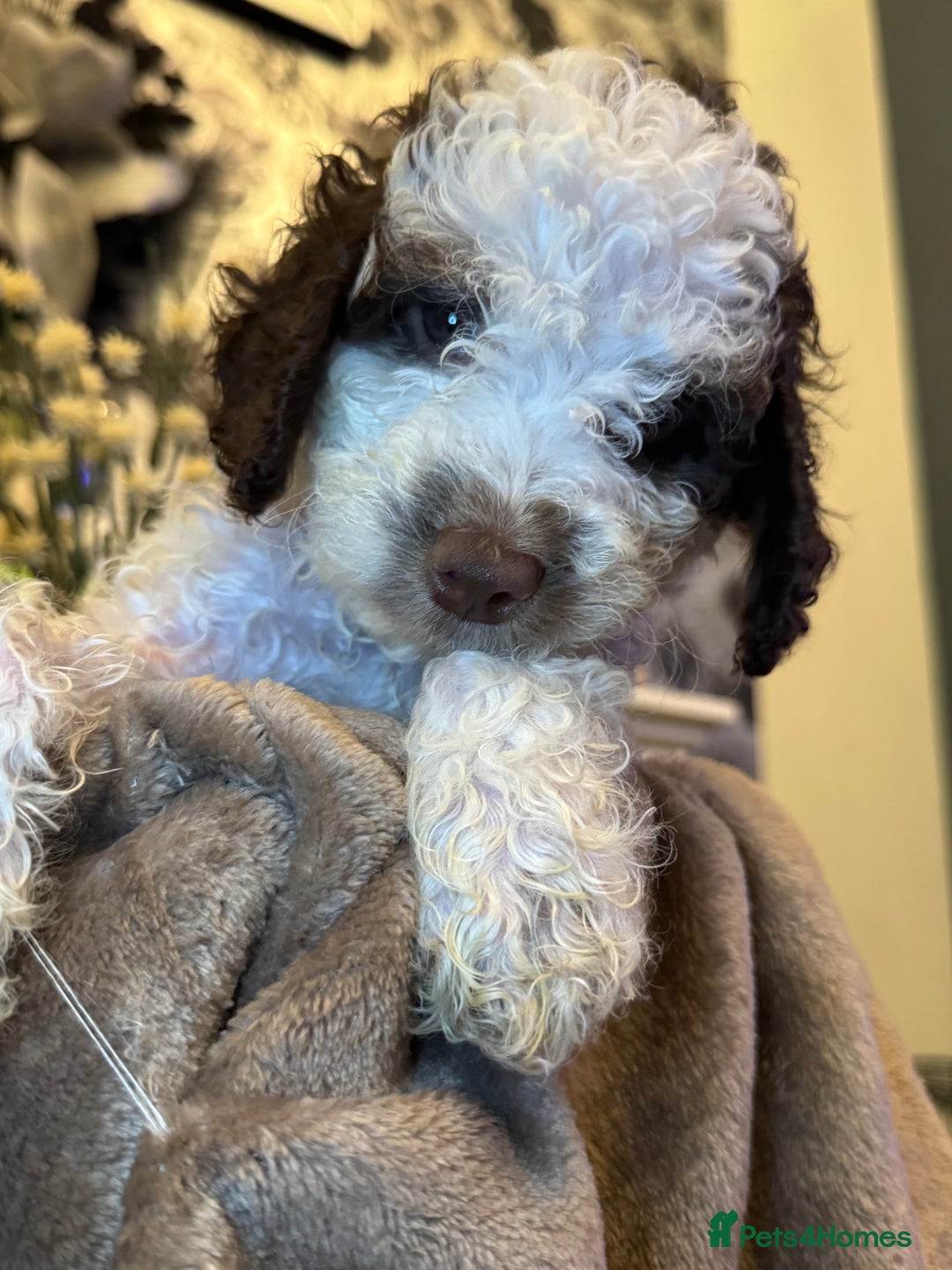 Cockapoo dogs for sale: Miniature Cockapoo Multi Generation  in Darwen - Image 20