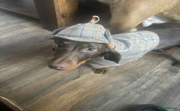 Dachshund dogs - Advert 12