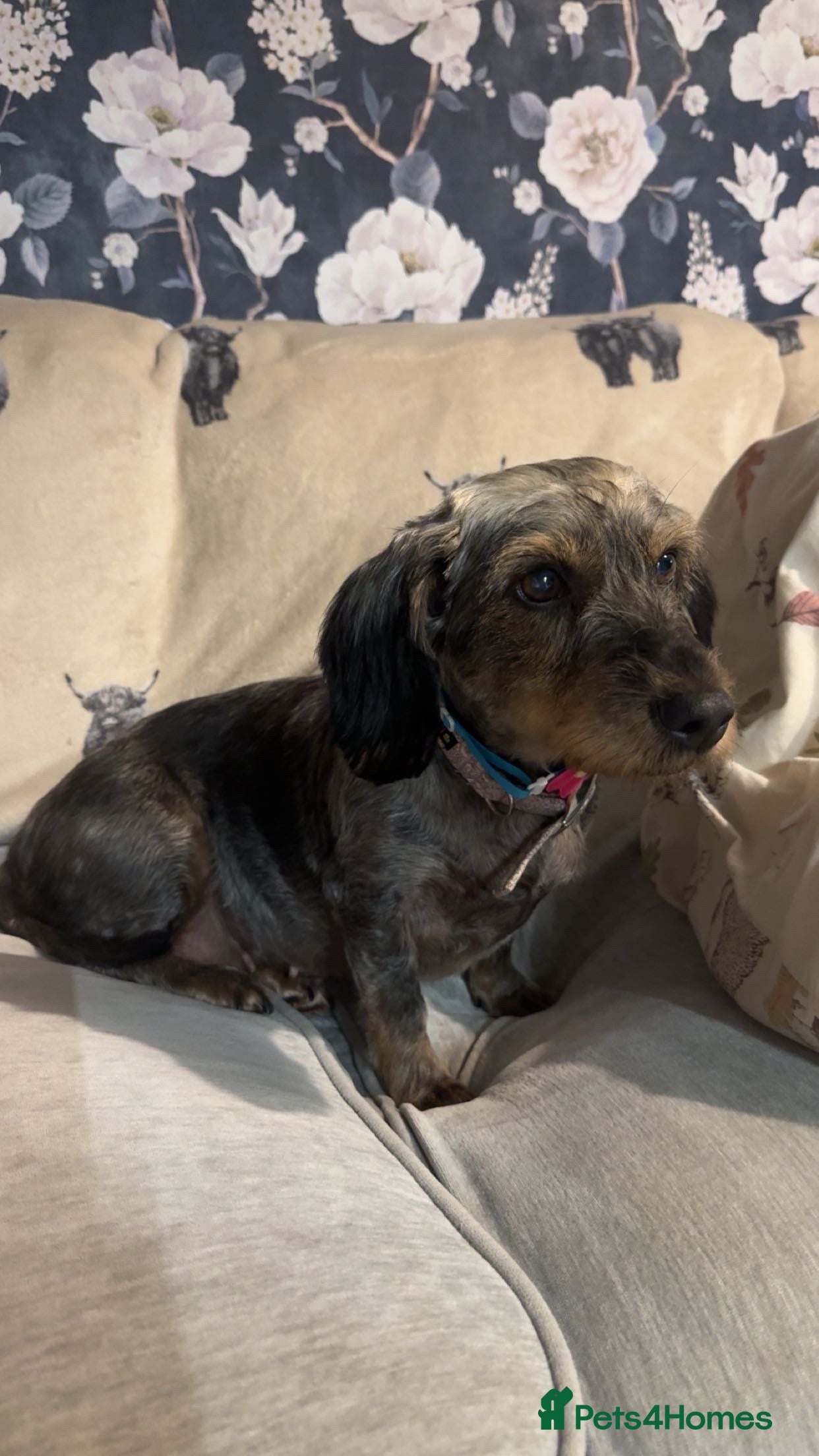 Dachshund dogs 10 year old dachshund - Advert 1