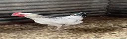Hens poultry for sale: Light Sussex pure and crossed - Advert 6