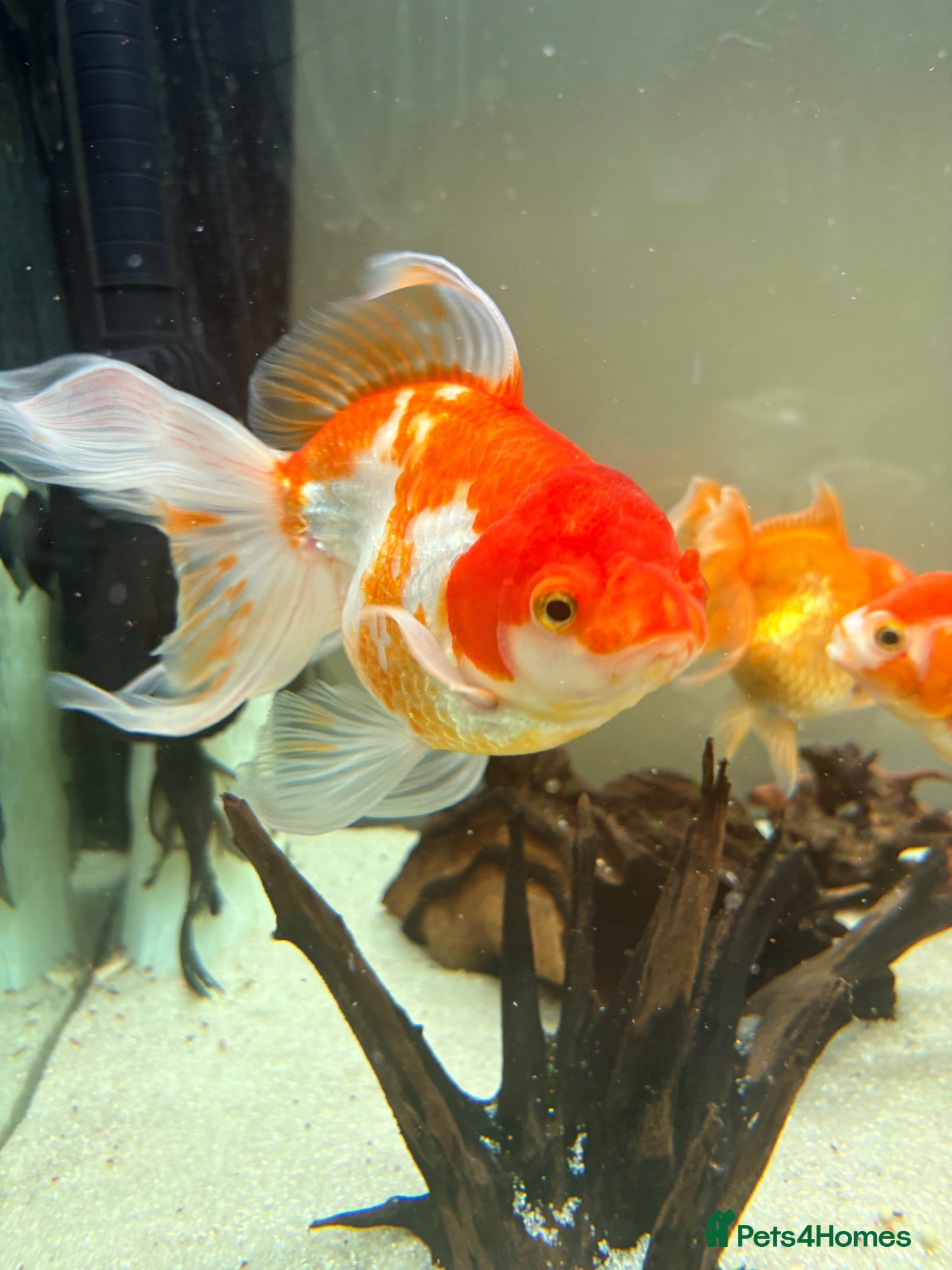 Fancy Goldfish fish Fancy Goldfish for sale - Advert 1