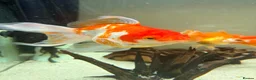 Fancy Goldfish fish for sale: Fancy Goldfish for sale in Southampton - Advert 1