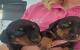 Miniature Dachshund dogs for sale: SWEET STUNNING MINIATURE DACHSHUND PUPPIES - Image 2