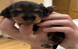 Miniature Dachshund dogs for sale: Miniature Wirehaired Dachshund  - Advert 3