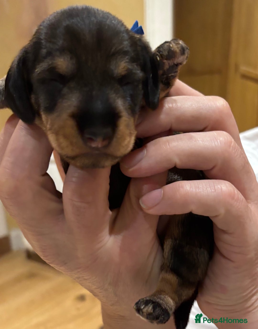 Miniature Dachshund dogs for sale: Miniature Wirehaired Dachshund  - Advert 3