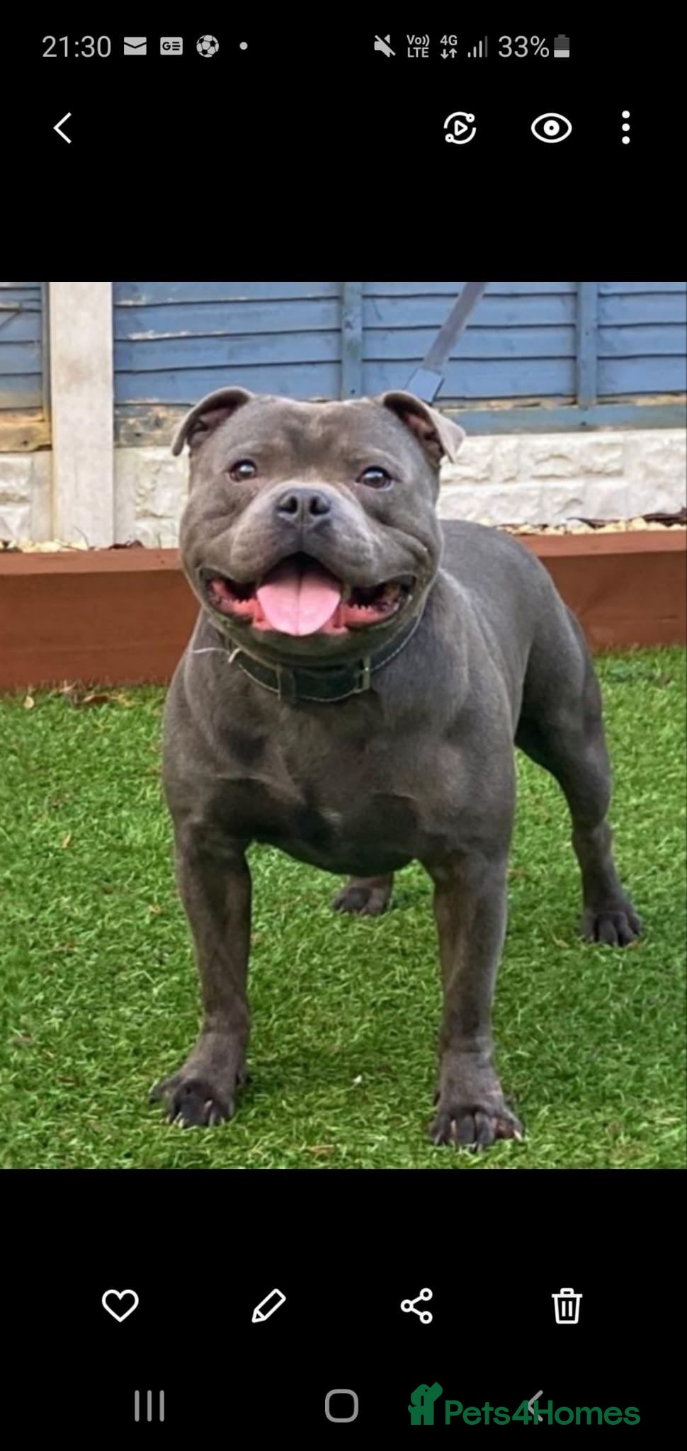 Staffordshire Bull Terrier dogs Blue Staffordshire Bull Terrier - Advert 14