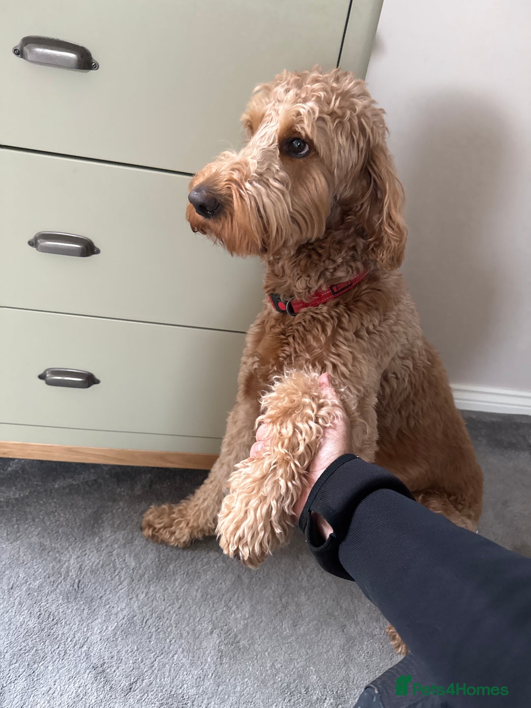 Goldendoodle dogs for stud: Goldendoodle for stud  - Image 2