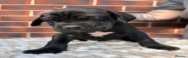 Cane Corso 1