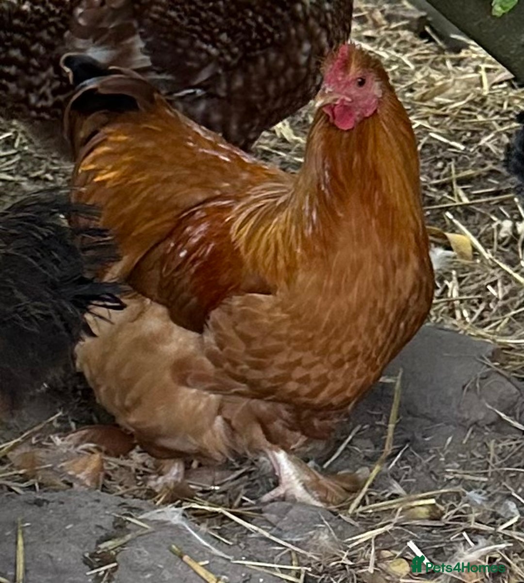 Chickens poultry for sale: Buff Orpington Cross Bantam Cockerel - Image 2