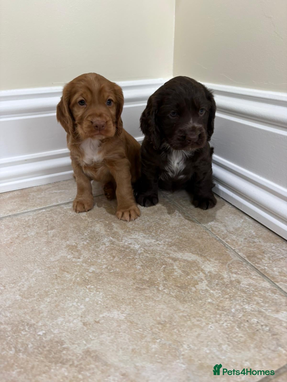 Cocker Spaniel dogs Beautiful Cocker Spaniel Puppies  - Advert 12
