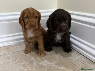 Cocker Spaniel dogs Beautiful Cocker Spaniel Puppies - Advert 18
